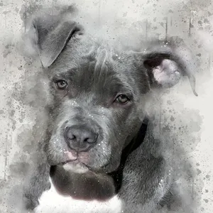 Hond voorbeeld effectief altruïsme