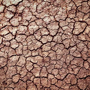 Cool Earth