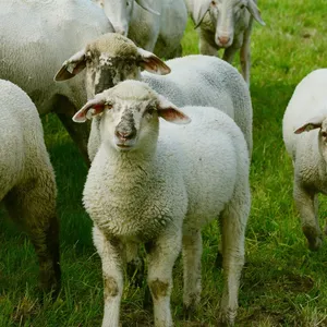 schaap
